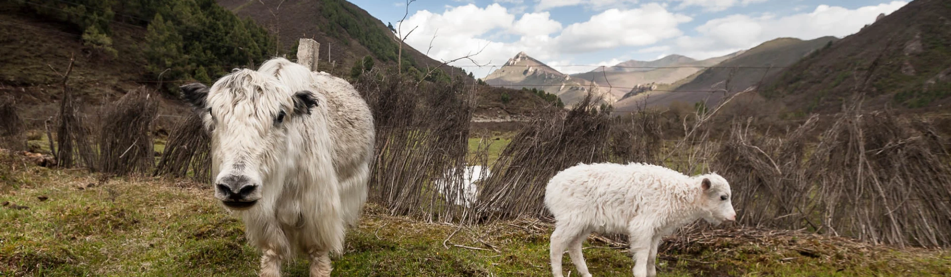 Yak